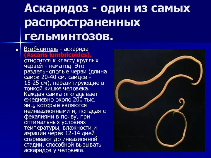 Аскаридоз - один из самых распространенных гельминтозов. Возбудитель - аскарида