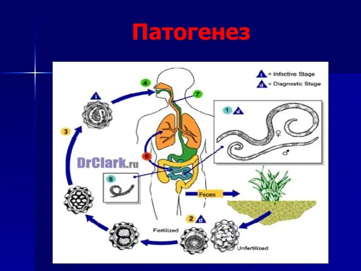 Патогенез