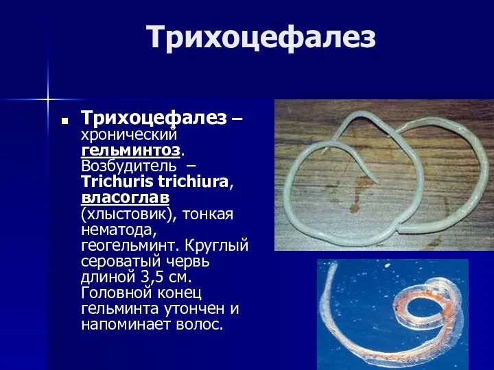 Трихоцефалез Трихоцефалез – хронический гельминтоз. Возбудитель – Trichuris trichiura, власоглав