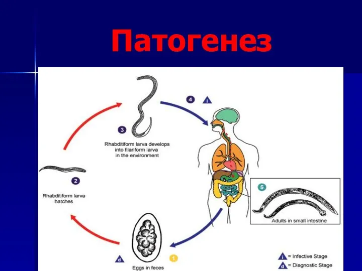 Патогенез