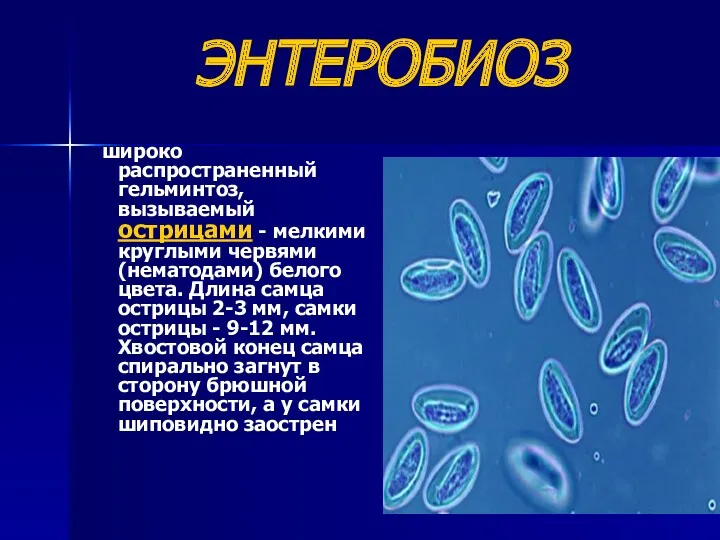 ЭНТЕРОБИОЗ широко распространенный гельминтоз, вызываемый острицами - мелкими круглыми червями