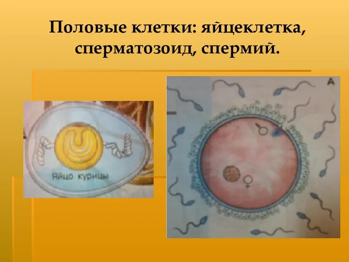 Половые клетки: яйцеклетка, сперматозоид, спермий.