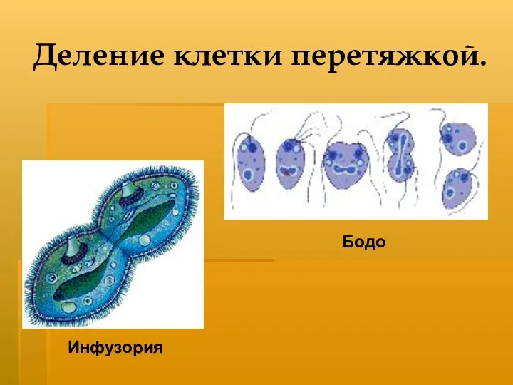 Деление клетки перетяжкой. Инфузория Бодо