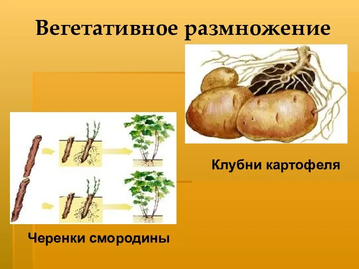 Вегетативное размножение Черенки смородины Клубни картофеля