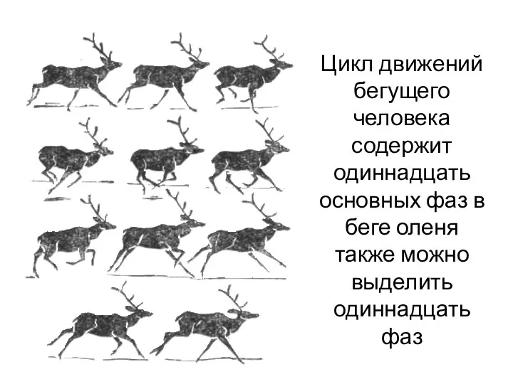 Цикл движений бегущего человека содержит одиннадцать основных фаз в беге оленя также можно выделить одиннадцать фаз