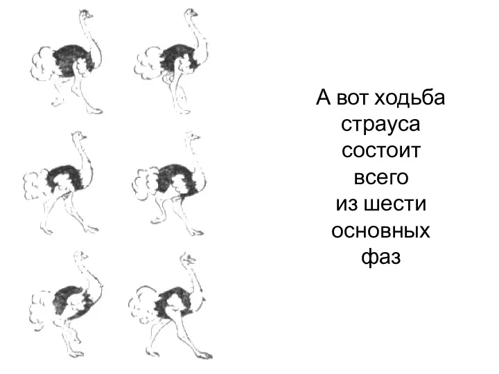 А вот ходьба страуса состоит всего из шести основных фаз