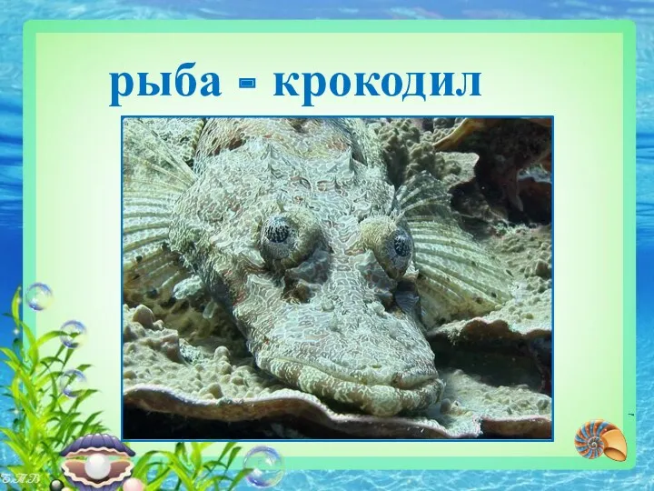 рыба - крокодил