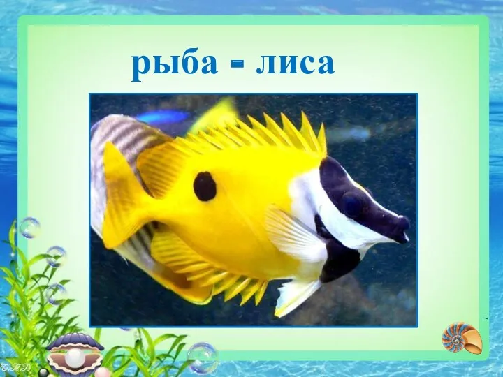 рыба - лиса