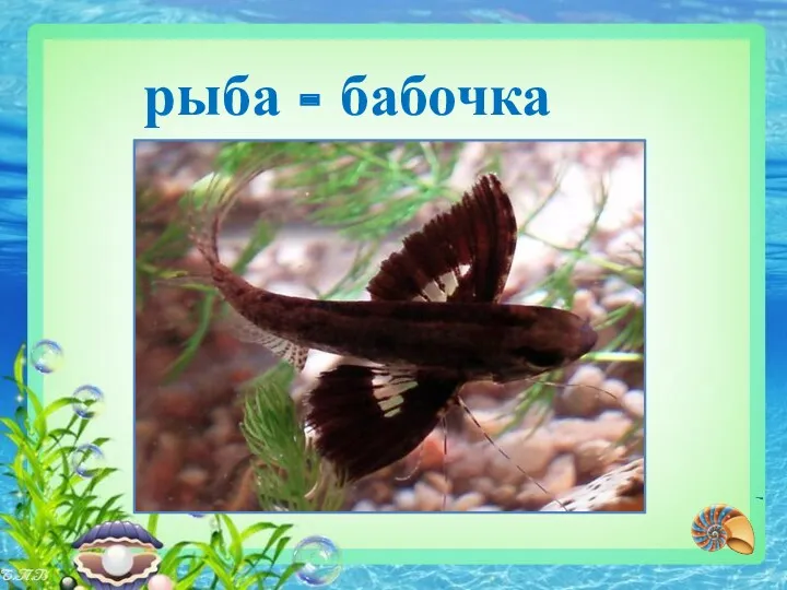 рыба - бабочка
