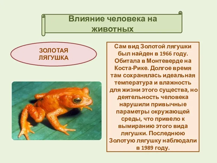 Влияние человека на животных ЗОЛОТАЯ ЛЯГУШКА Сам вид Золотой лягушки был найден в