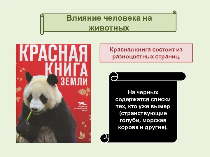 Влияние человека на животных Красная книга состоит из разноцветных страниц. На черных содержатся