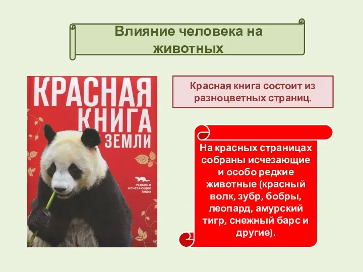 Влияние человека на животных Красная книга состоит из разноцветных страниц. На красных страницах