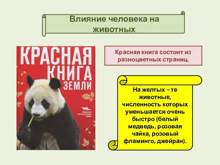 Влияние человека на животных Красная книга состоит из разноцветных страниц. На желтых –
