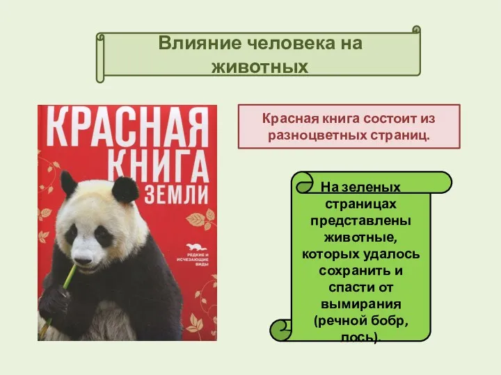 Влияние человека на животных Красная книга состоит из разноцветных страниц. На зеленых страницах