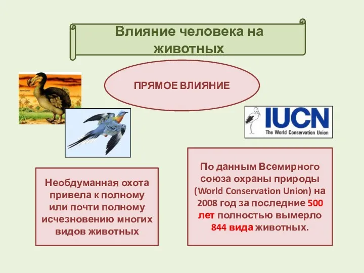 Влияние человека на животных ПРЯМОЕ ВЛИЯНИЕ Необдуманная охота привела к полному или почти