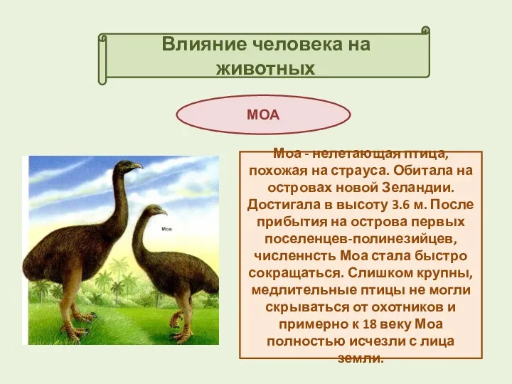 Влияние человека на животных МОА Моа - нелетающая птица, похожая на страуса. Обитала