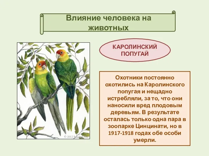 Влияние человека на животных КАРОЛИНСКИЙ ПОПУГАЙ Охотники постоянно охотились на Каролинского попугая и