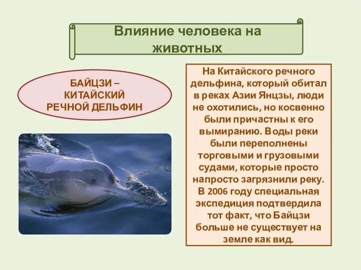 Влияние человека на животных БАЙЦЗИ – КИТАЙСКИЙ РЕЧНОЙ ДЕЛЬФИН На Китайского речного дельфина,