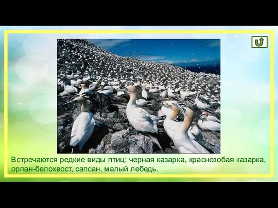 Встречаются редкие виды птиц: черная казарка, краснозобая казарка, орлан-белохвост, сапсан, малый лебедь.