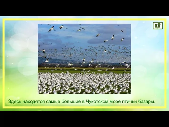 Здесь находятся самые большие в Чукотском море птичьи базары.