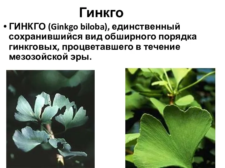 Гинкго ГИНКГО (Ginkgo biloba), единственный сохранившийся вид обширного порядка гинкговых, процветавшего в течение мезозойской эры.