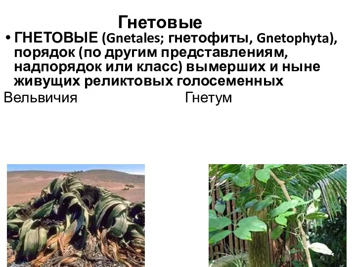 Гнетовые ГНЕТОВЫЕ (Gnetales; гнетофиты, Gnetophyta), порядок (по другим представлениям, надпорядок