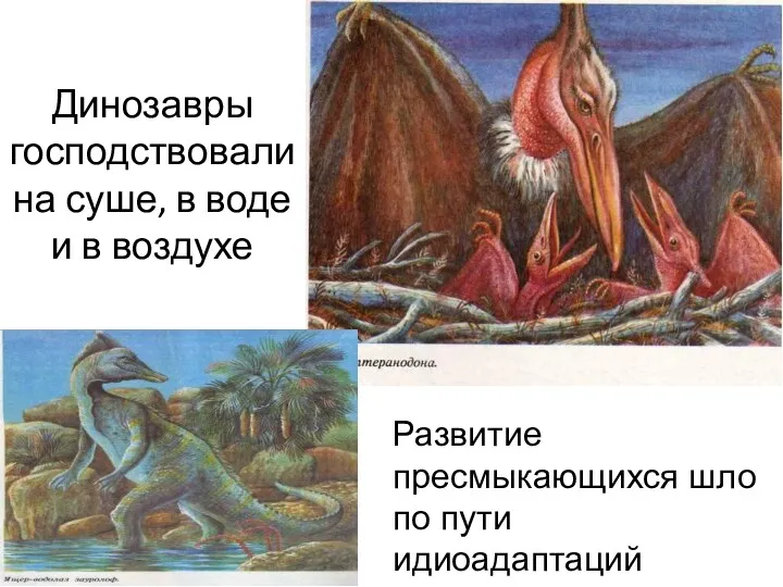 Динозавры господствовали на суше, в воде и в воздухе Развитие пресмыкающихся шло по пути идиоадаптаций