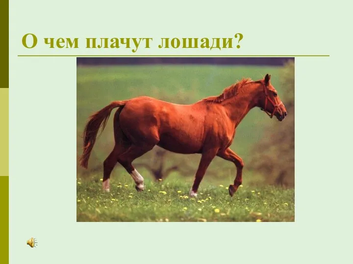 О чем плачут лошади?