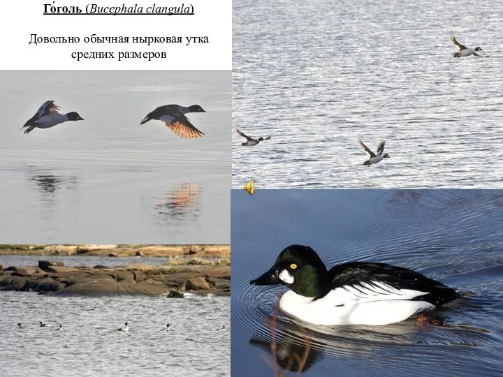 Го́голь (Bucephala clangula) Довольно обычная нырковая утка средних размеров