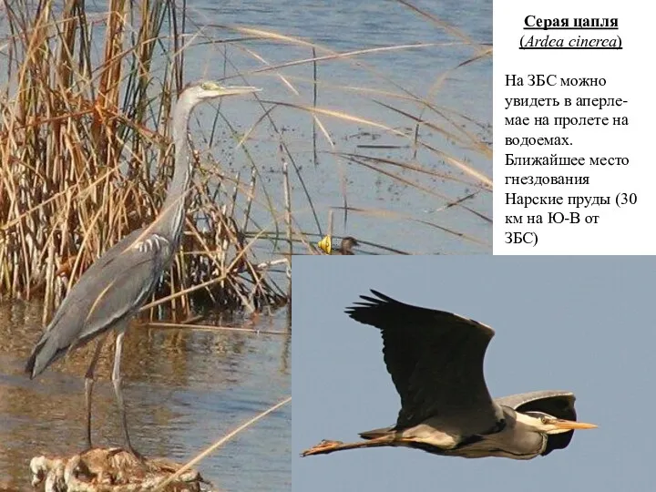 Серая цапля (Ardea cinerea) На ЗБС можно увидеть в аперле-мае