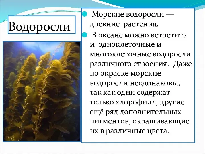 Водоросли Морские водоросли — древние растения. В океане можно встретить