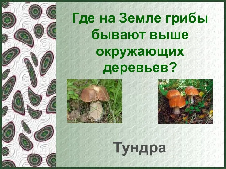 Где на Земле грибы бывают выше окружающих деревьев? Тундра