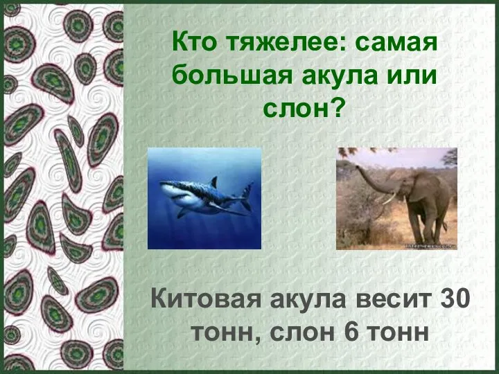 Кто тяжелее: самая большая акула или слон? Китовая акула весит 30 тонн, слон 6 тонн