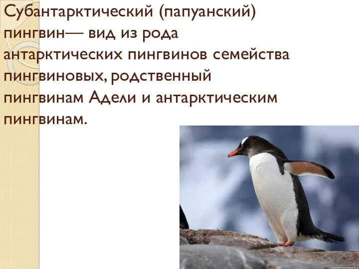 Субантарктический (папуанский) пингвин— вид из рода антарктических пингвинов семейства пингвиновых, родственный пингвинам Адели и антарктическим пингвинам.