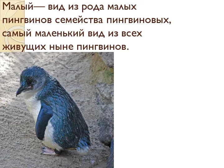 Малый— вид из рода малых пингвинов семейства пингвиновых, самый маленький вид из всех живущих ныне пингвинов.