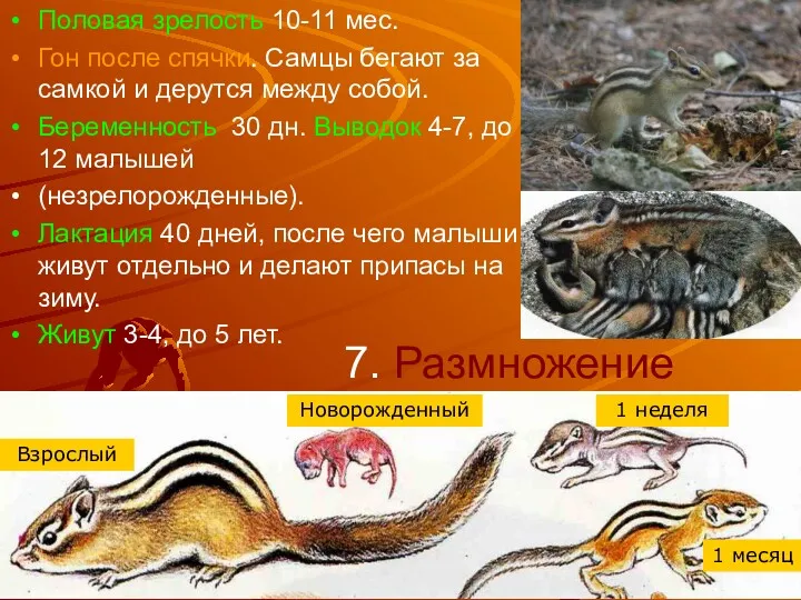 7. Размножение Половая зрелость 10-11 мес. Гон после спячки. Самцы