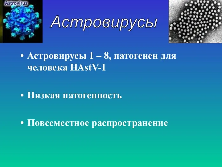 Астровирусы 1 – 8, патогенен для человека НАstV-1 Низкая патогенность Повсеместное распространение Астровирусы