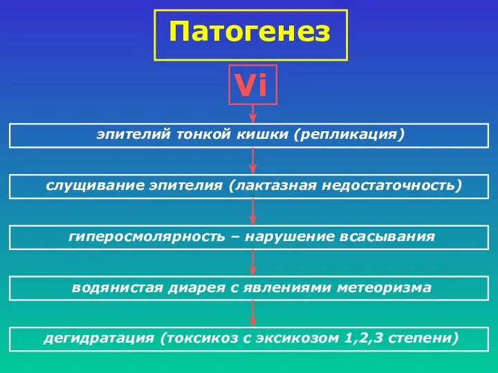 Патогенез Vi эпителий тонкой кишки (репликация) слущивание эпителия (лактазная недостаточность)