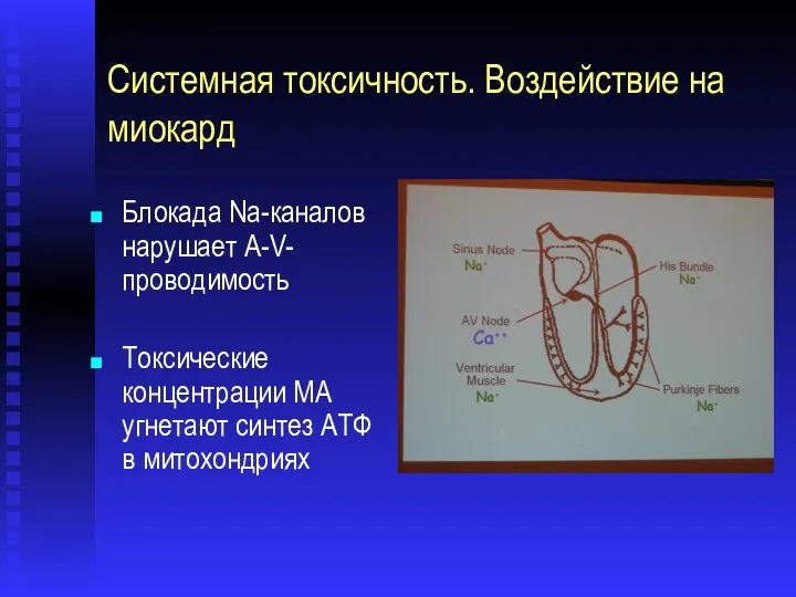 Системная токсичность. Воздействие на миокард Блокада Na-каналов нарушает A-V-проводимость Токсические