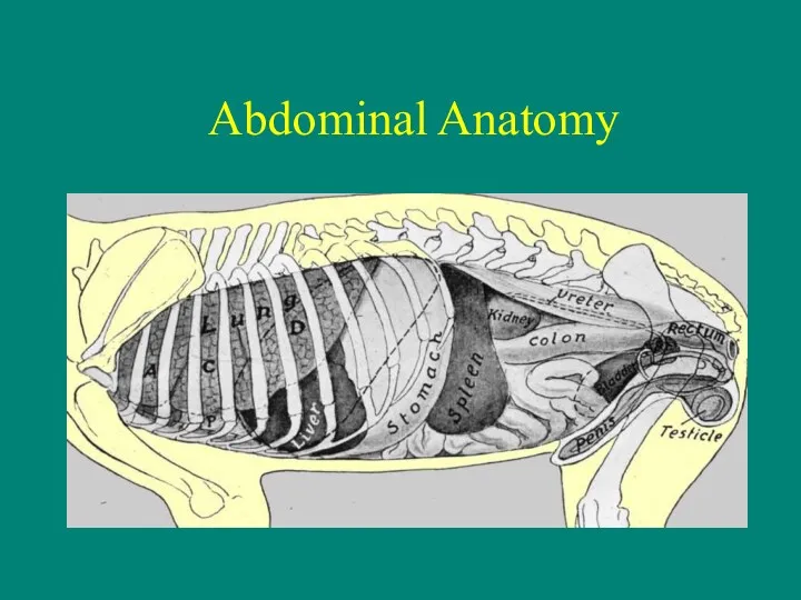 Abdominal Anatomy
