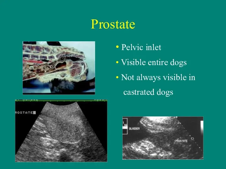 Prostate Pelvic inlet Visible entire dogs Not always visible in castrated dogs