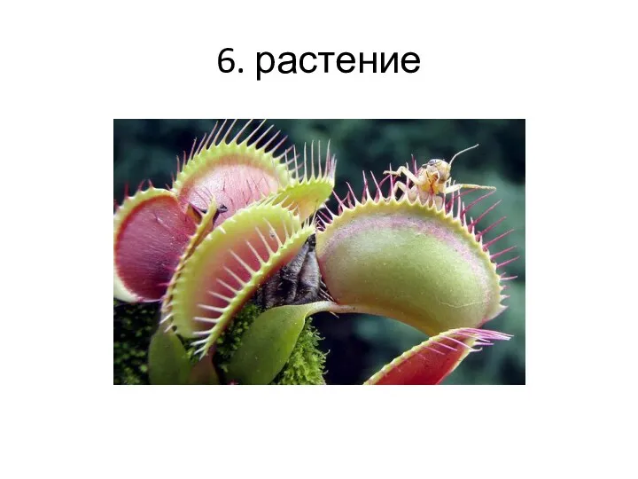 6. растение