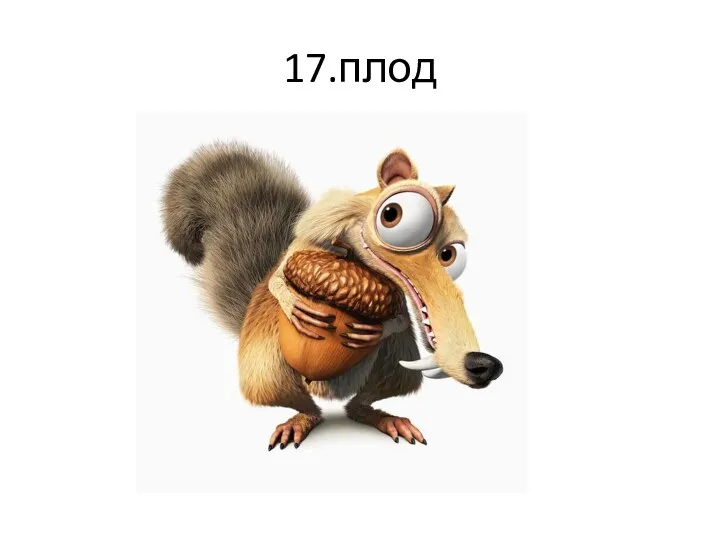 17.плод