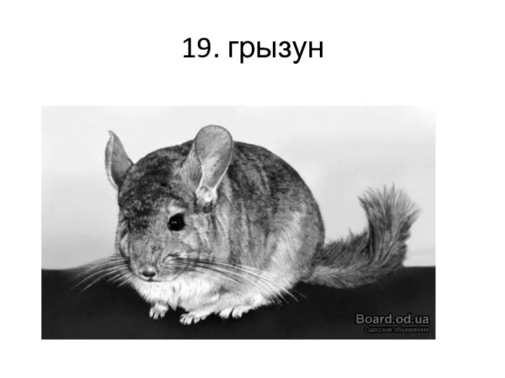 19. грызун