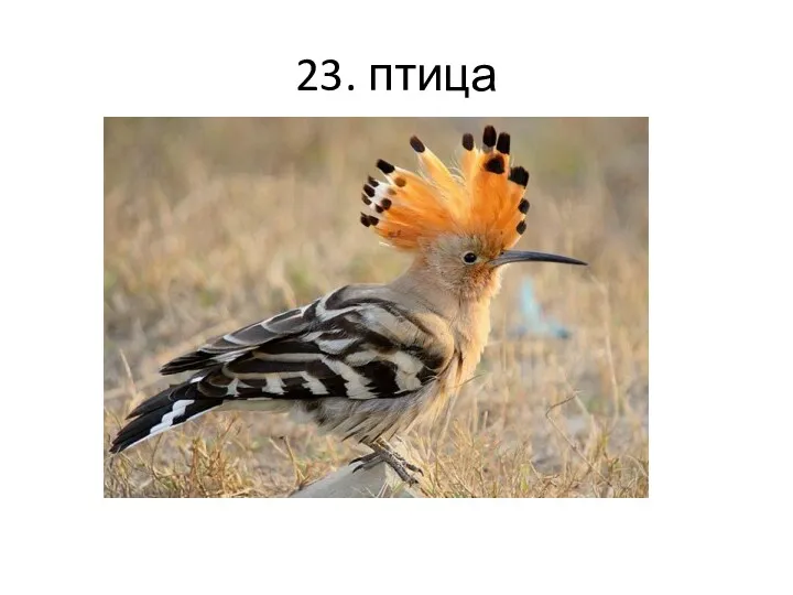23. птица