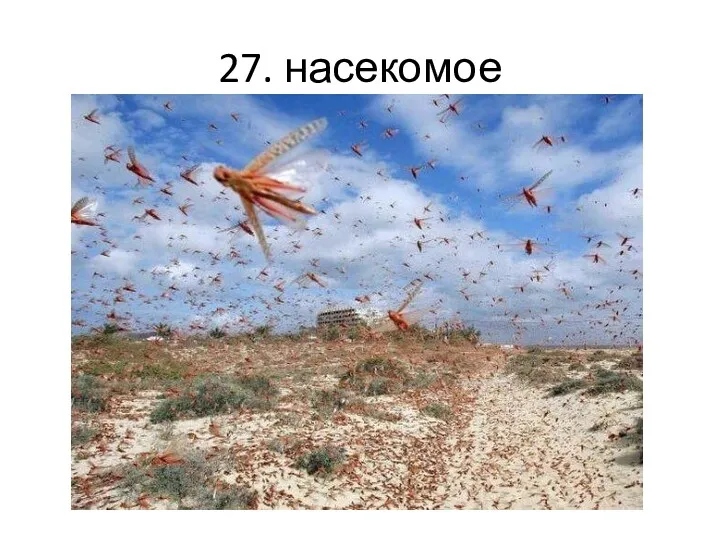 27. насекомое