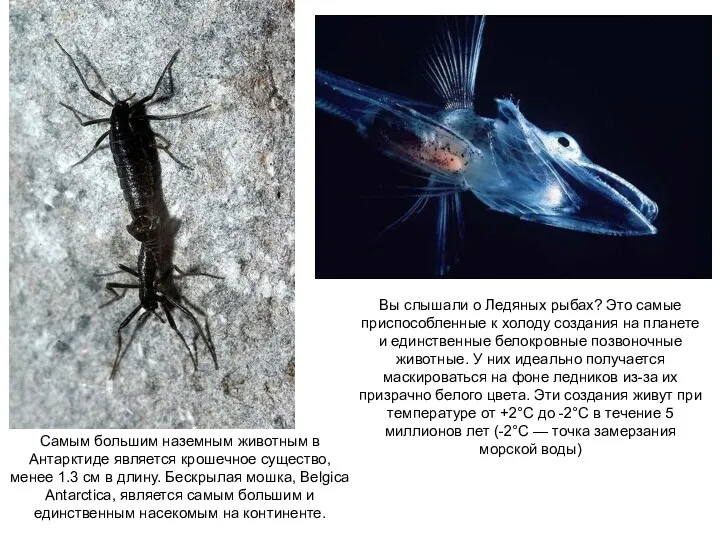Самым большим наземным животным в Антарктиде является крошечное существо, менее 1.3 см в
