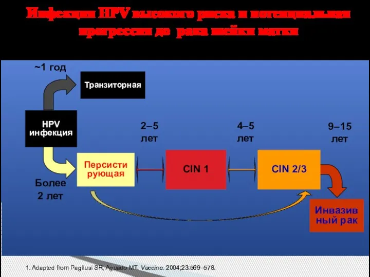 Инфекция HPV высокого риска и потенциальная прогрессия до рака шейки матки 1. Adapted