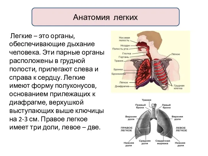 Анатомия легких Легкие – это органы, обеспечивающие дыхание человека. Эти