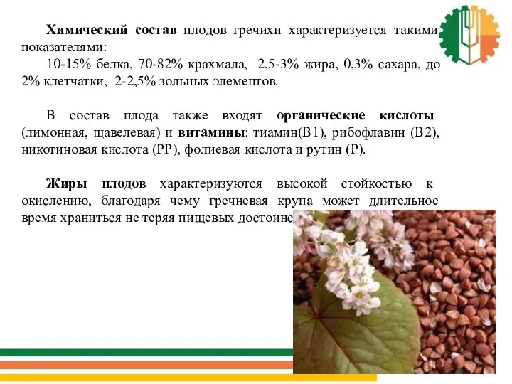 Химический состав плодов гречихи характеризуется такими показателями: 10-15% белка, 70-82%